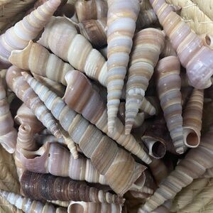 Lot of 60+ auger, seashells Natural Spiral Seashells